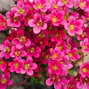 Saxifraga x arendsii 'Touran Red' (Pot Size 2L) Mossy Saxifrage