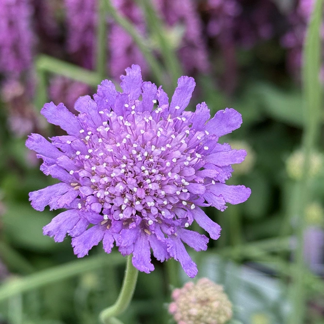 Scabiosa 'Butterfly Blue Beauty' (Pot Size 1.5L) Pincushion Flower - image 1