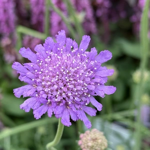 Scabiosa 'Butterfly Blue Beauty' (Pot Size 1.5L) Pincushion Flower - image 1