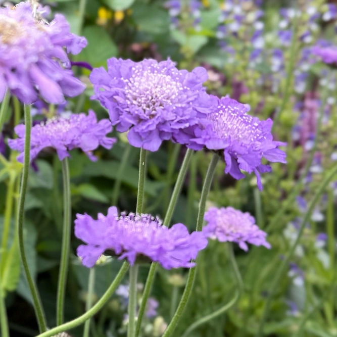 Scabiosa 'Butterfly Blue Beauty' (Pot Size 1.5L) Pincushion Flower - image 5