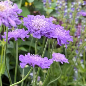 Scabiosa 'Butterfly Blue Beauty' (Pot Size 1.5L) Pincushion Flower - image 5