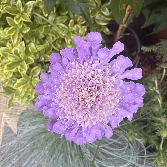 Scabiosa 'Butterfly Blue' (Pot Size 2L) Pincushion Flower - image 2