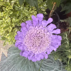 Scabiosa 'Butterfly Blue' (Pot Size 2L) Pincushion Flower - image 2