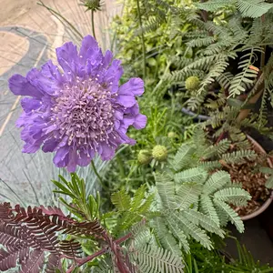 Scabiosa 'Butterfly Blue' (Pot Size 2L) Pincushion Flower - image 3