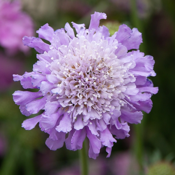 Scabiosa 'Butterfly Blue' (Pot Size 2L) Pincushion Flower - image 1