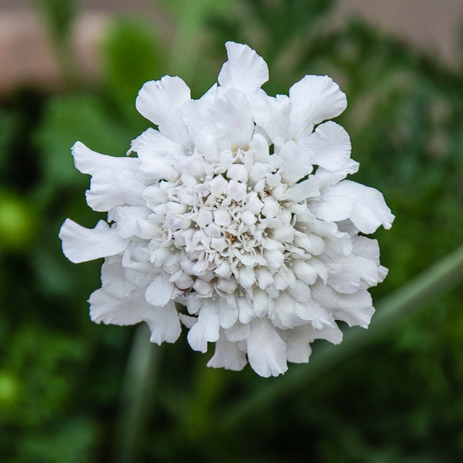Scabiosa columbaria 'Flutter Pure White' (2L) Pincushion Flower - image 1