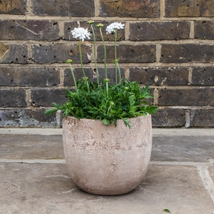 Scabiosa columbaria 'Flutter Pure White' (Pot Size 2L) Pincushion Flower - image 2