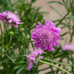 Scabiosa 'Walbertons Pink Mist' (1.5ltr) Pincushion Flower - image 1