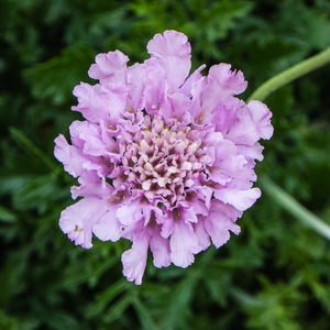 Scabiosa 'Walbertons Pink Mist' (1.5ltr) Pincushion Flower - image 4