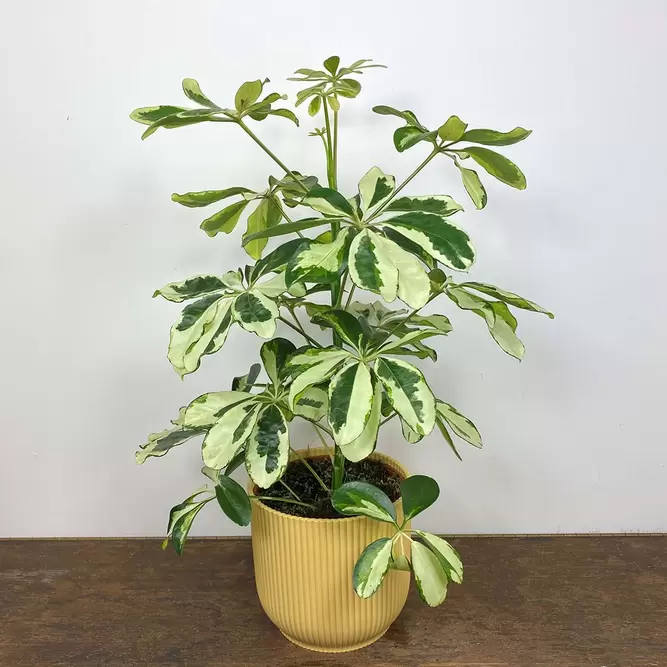 Schefflera arboricola 'Charlotte' (Pot Size 13cm) - image 2