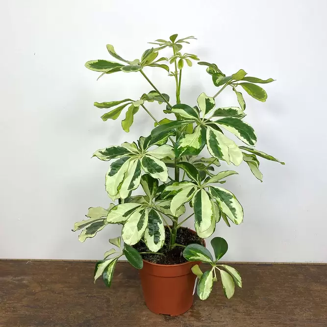 Schefflera arboricola 'Charlotte' (Pot Size 13cm) - image 3