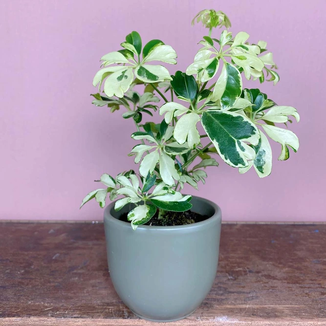 Schefflera arboricola 'Janine' (Pot Size 8.5cm) Dwarf Umbrella Plant - image 1