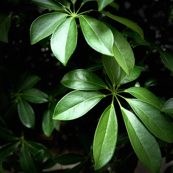 Schefflera 'Compacta' (Pot Size 35cm- Height 150cm) Dwarf Umbrella Tree - image 2