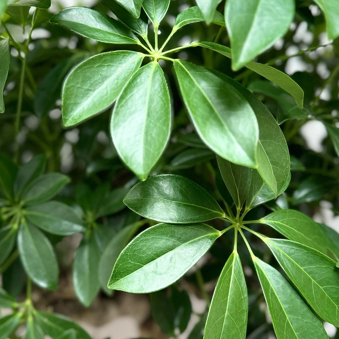 Schefflera 'Compacta' (Pot Size 35cm- Height 150cm) Dwarf Umbrella Tree - image 3