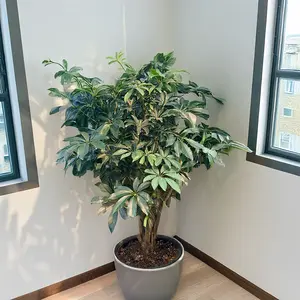 Schefflera 'Compacta' (Pot Size 35cm- Height 150cm) Dwarf Umbrella Tree