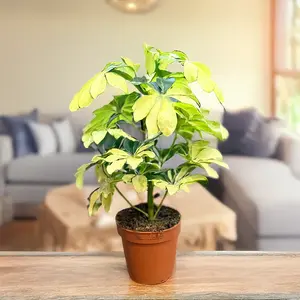 Schefflera 'Melanie' (Pot Size 13cm) Dwarf Umbrella Plant ‘Melanie’