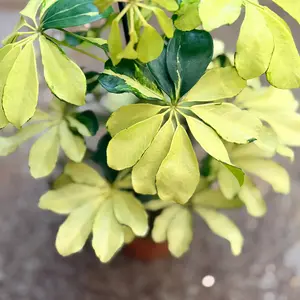 Schefflera 'Melanie' (Pot Size 13cm) Dwarf Umbrella Plant ‘Melanie’ - image 2