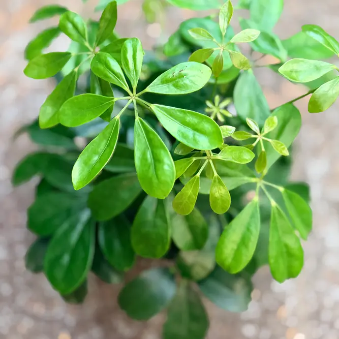 Schefflera 'Nora' (Pot Size 13cm) Dwarf Umbrella Plant ‘Nora’ - image 2