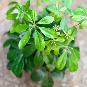 Schefflera 'Nora' (Pot Size 13cm) Dwarf Umbrella Plant ‘Nora’ - image 2