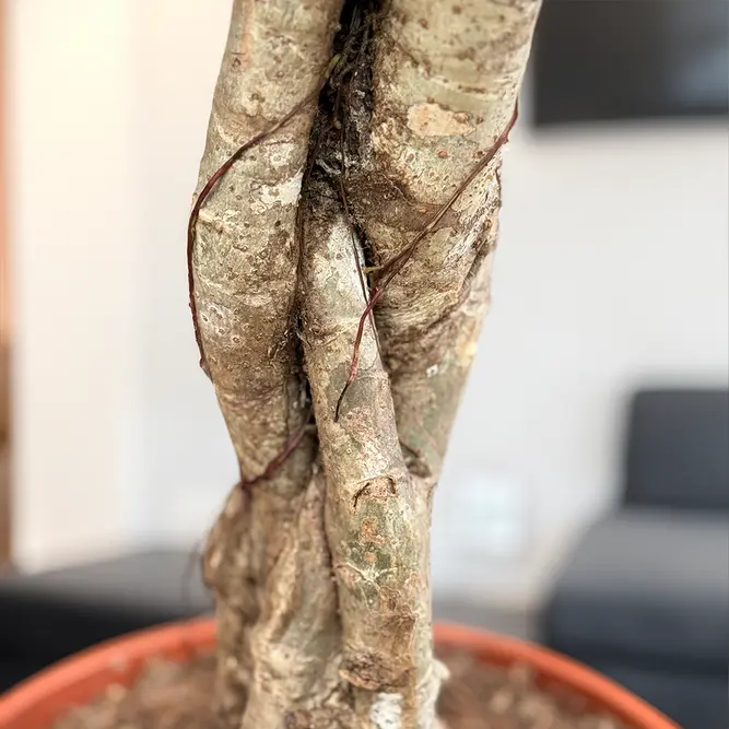 Schefflera Schefflera with Braided Stem (Pot Size 21cm) Dwarf Umbrella Tree - image 2