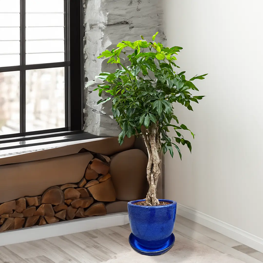 Schefflera with Braided Stem (Pot Size 21cm) Dwarf Umbrella Tree - The ...