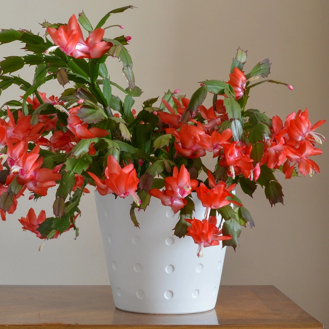 Schlumbergera truncata 'Red' (Pot Size 12cm) Christmas cactus - image 4