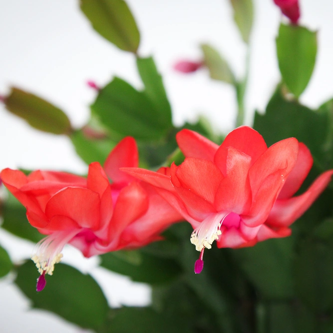 Schlumbergera truncata 'Red' (Pot Size 12cm) Christmas cactus - image 2