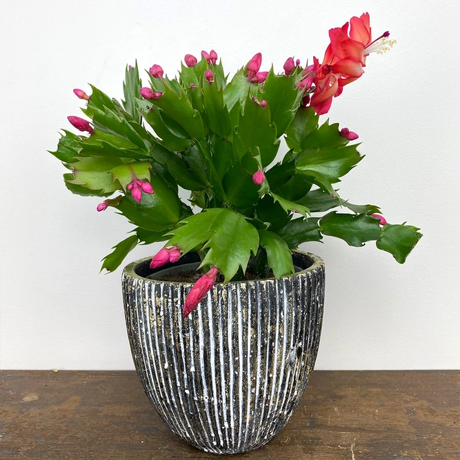 Schlumbergera truncata 'Red' (Pot Size 12cm) Christmas cactus - image 1