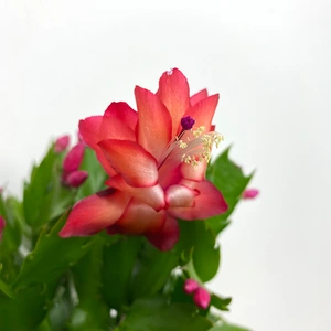 Schlumbergera truncata 'Red' (Pot Size 12cm) Christmas cactus - image 3