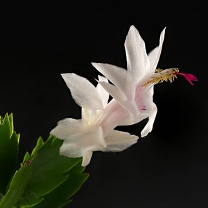 Schlumbergera truncata 'White' (Pot Size 12cm) Christmas cactus - image 2