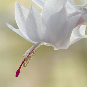 Schlumbergera truncata 'White' (Pot Size 12cm) Christmas cactus - image 3