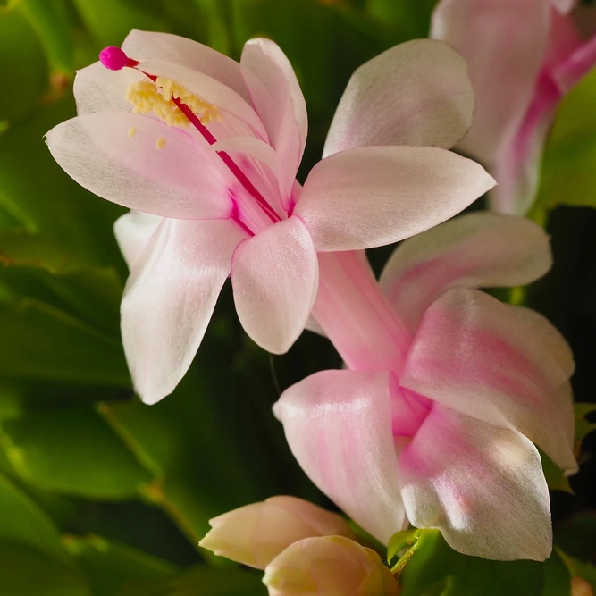 Schlumbergera truncata 'White' (Pot Size 12cm) Christmas cactus - image 4