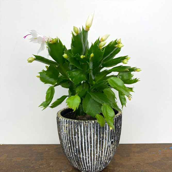 Schlumbergera truncata 'White' (Pot Size 12cm) Christmas cactus - image 1