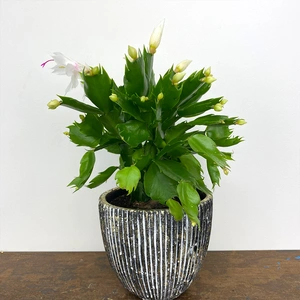 Schlumbergera truncata 'White' (Pot Size 12cm) Christmas cactus - image 1