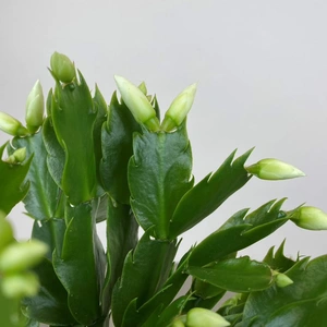 Schlumbergera truncata 'White' (Pot Size 12cm) Christmas cactus - image 2