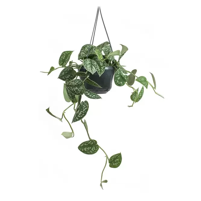 Scindapsus pictus 'Argyraeus' (Hanging Pot 15cm) Satin pothos - image 2