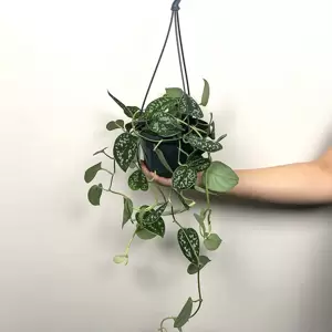 Scindapsus pictus 'Argyraeus' (Hanging Pot 15cm) Satin pothos - image 3