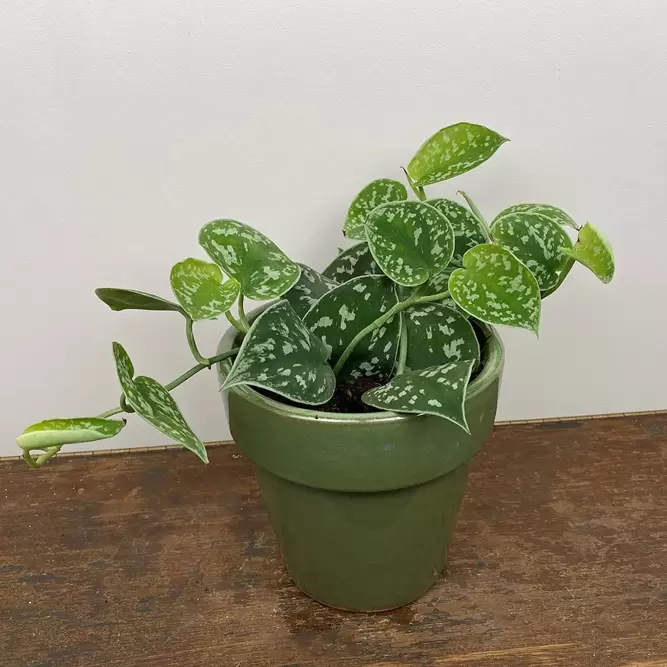 Scindapsus pictus 'Argyraeus' (Pot Size 12cm) Satin pothos - image 1