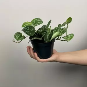 Scindapsus pictus 'Argyraeus' (Pot Size 12cm) Satin pothos - image 2