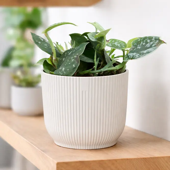 Scindapsus pictus Argyraeus (Pot Size 12cm) Satin Pothos - image 1