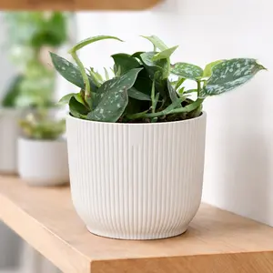 Scindapsus pictus Argyraeus (Pot Size 12cm) Satin Pothos - image 1