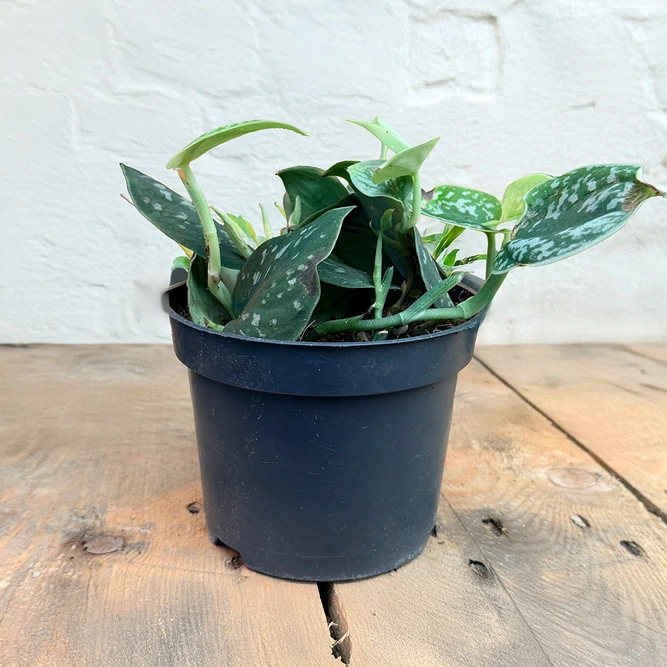 Scindapsus pictus Argyraeus (Pot Size 12cm) Satin Pothos - image 3