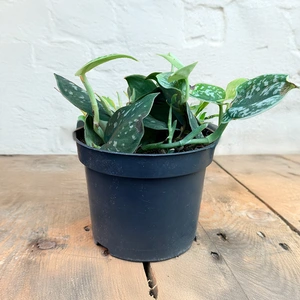 Scindapsus pictus Argyraeus (Pot Size 12cm) Satin Pothos - image 3