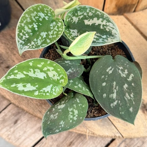 Scindapsus pictus Argyraeus (Pot Size 12cm) Satin Pothos - image 2