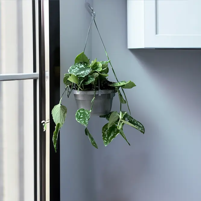 Scindapsus pictus Hanging Plant - Satin Pothos - image 1