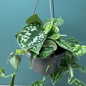 Scindapsus pictus Hanging Plant - Satin Pothos - image 3