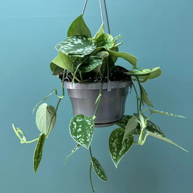 Scindapsus pictus Hanging Plant - Satin Pothos - image 4