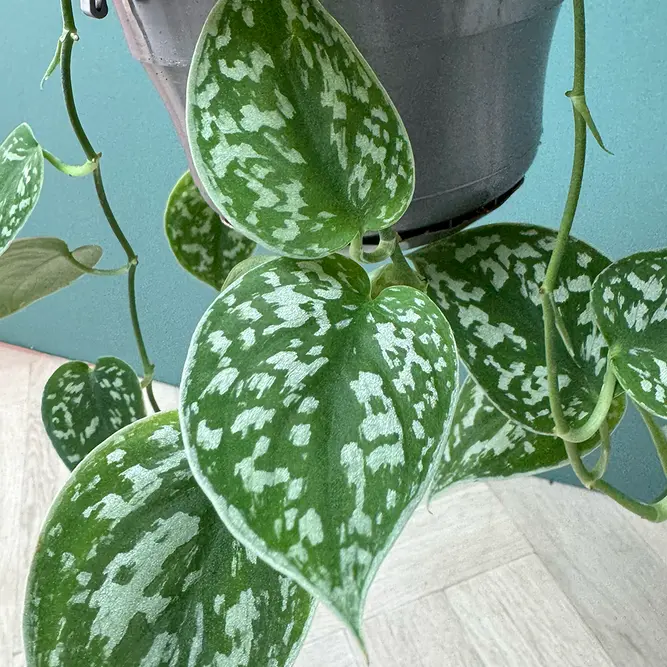 Scindapsus pictus Hanging Plant - Satin Pothos - image 6