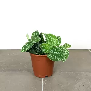 Scindapsus pictus (Pot Size 12cm) Satin Pothos - image 2