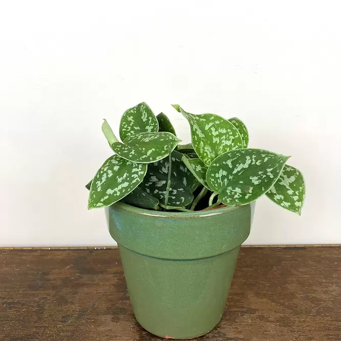 Scindapsus pictus (Pot Size 12cm) Satin Pothos - image 1